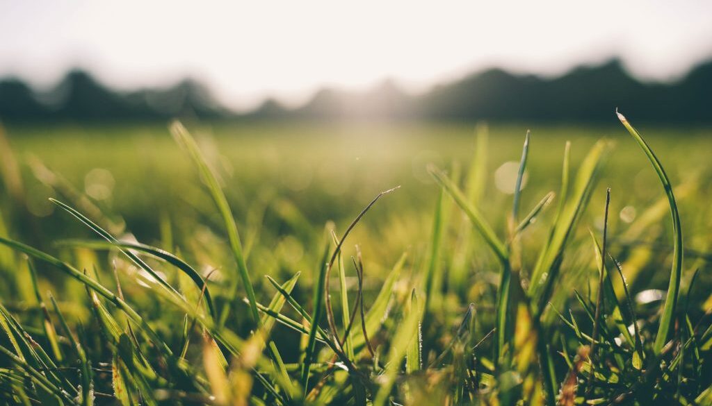 grass-meadow-sunshine-9056